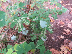 Phytomyza aquilegivora