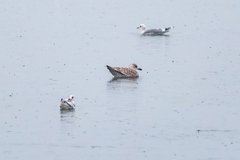 Larus