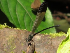 Polythoridae