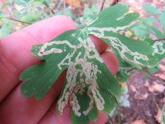 Phytomyza aquilegivora