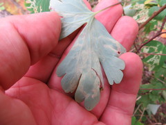 Phytomyza aquilegivora