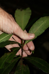 Tapeinosperma repandulum