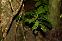 Tapeinosperma repandulum