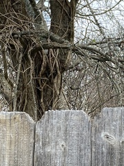 Poecile carolinensis