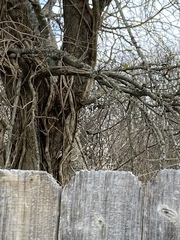 Poecile carolinensis