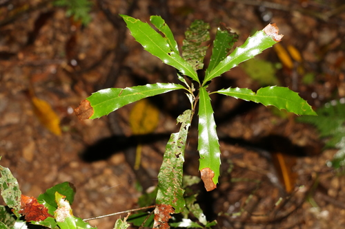 Image of Macadamia ternifolia by (c) Greg Tasney, some rights reserved (CC BY-SA)