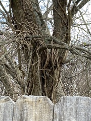 Poecile carolinensis