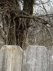 Poecile carolinensis