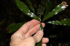 Macadamia tetraphylla