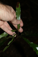Macadamia tetraphylla