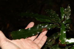 Macadamia tetraphylla
