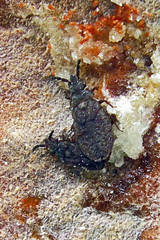 Aradus cinnamomeus
