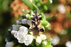 Phymata chilensis chilensis