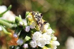Phymata chilensis chilensis