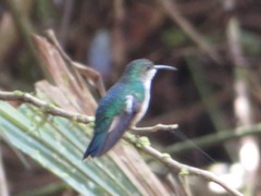 Thalurania furcata