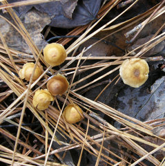 Xeromphalina cauticinalis pubescentipes