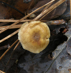 Xeromphalina cauticinalis pubescentipes