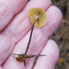Xeromphalina cauticinalis pubescentipes