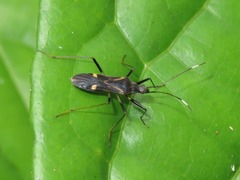 Orthaea