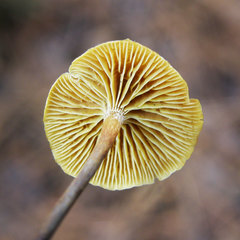 Xeromphalina cauticinalis pubescentipes