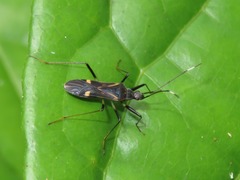 Orthaea