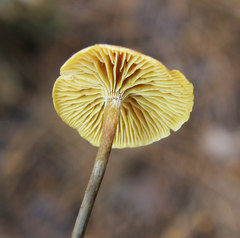 Xeromphalina cauticinalis pubescentipes