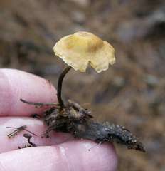 Xeromphalina cauticinalis pubescentipes
