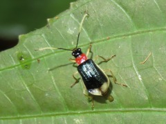 Paratriarius
