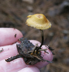 Xeromphalina cauticinalis pubescentipes
