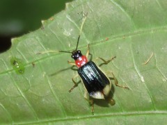 Paratriarius