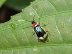 Paratriarius