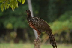 Penelope ochrogaster