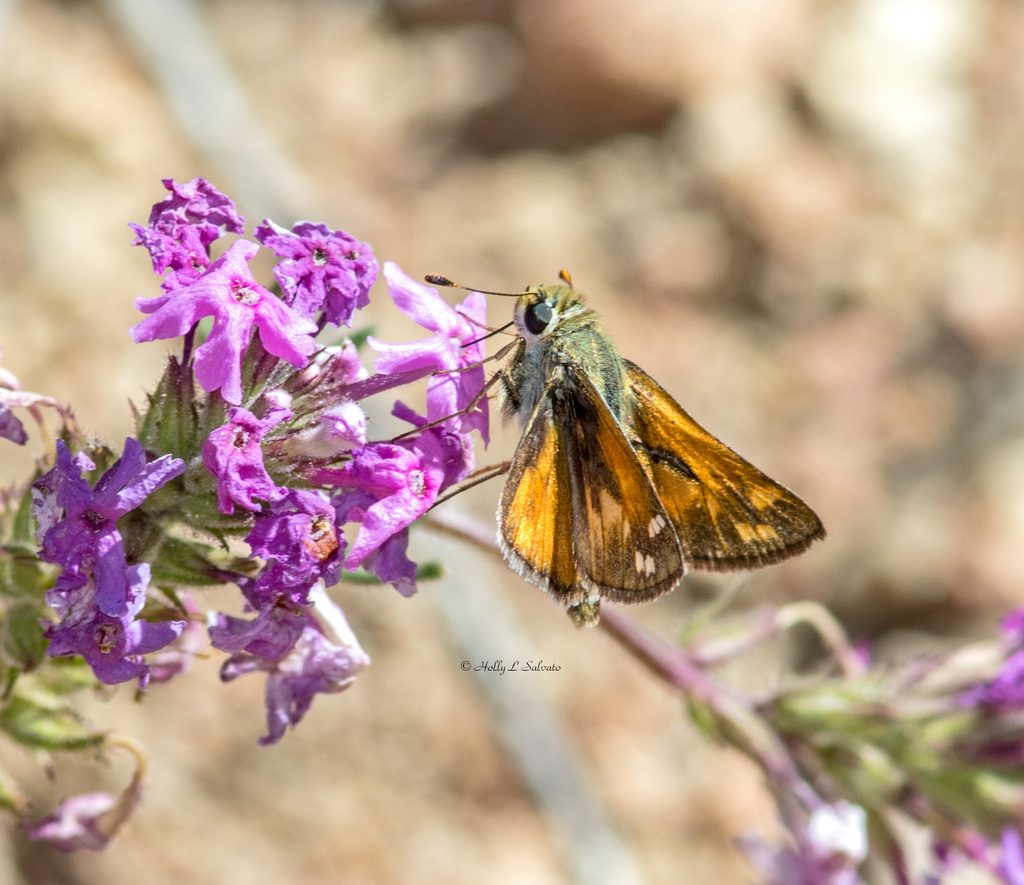 Pahaska Skipper