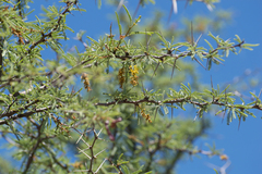 Prosopis torquata