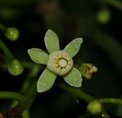 Anthocarapa nitidula