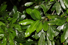 Anthocarapa nitidula