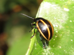 Desmogramma