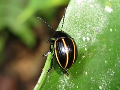 Desmogramma