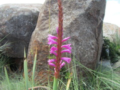 Watsonia pulchra