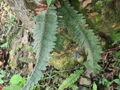 Pleopeltis bombycina