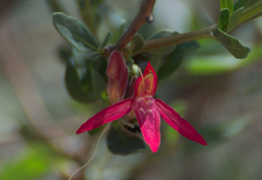 Justicia xylosteoides