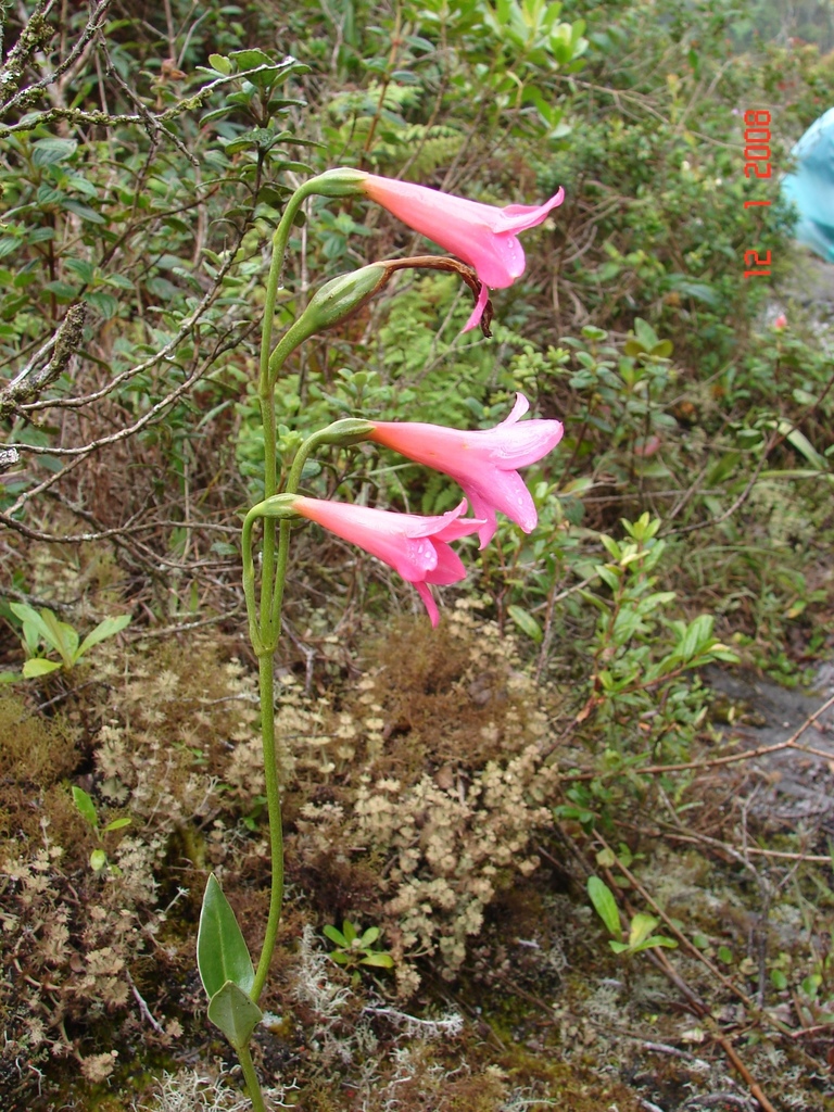 Calolisianthus pendulus