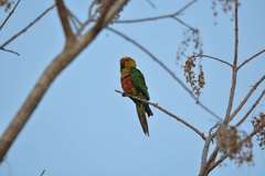 Aratinga auricapillus