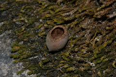 Muscardinus avellanarius