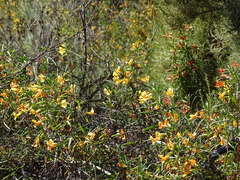 Diplacus × australis, photograph Jesse Rorabaugh, CC BY, iNaturalist via GBIF