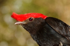 Antilophia galeata