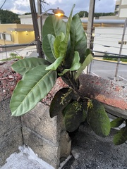 Ficus trigonata