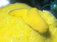 Notodoris citrina