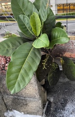 Ficus trigonata
