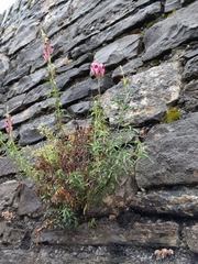 Antirrhinum tortuosum